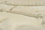 Articulated Fossil Camelid (Poebrotherium) Bones - Wyoming #210177-14